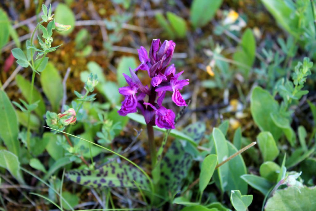 Dactylorhiza.....3